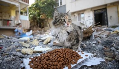 Dört Ayaklı Şehir’den Antakya’da sokak hayvanları için tedavi merkezi