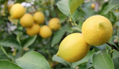 Üretici ile market arasındaki fiyat farkında limon lider