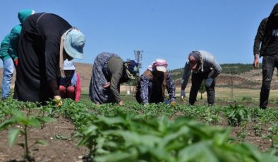 Mevsimlik tarım işçileriyle ilgili yeni düzenleme Resmi Gazete’de