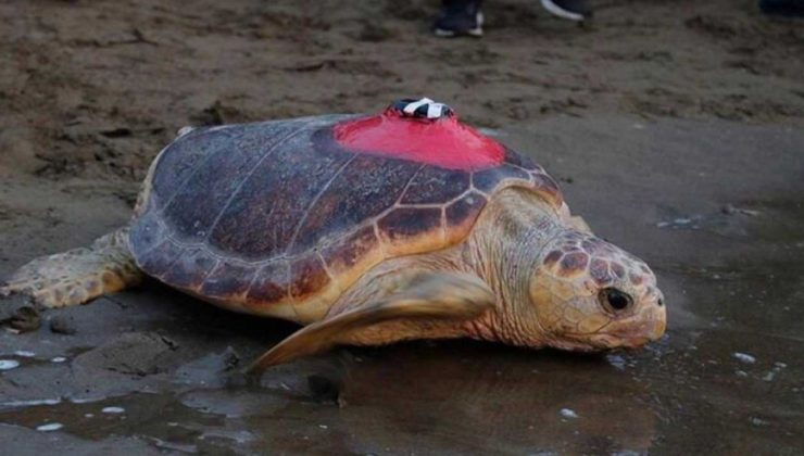 Sinyali kesilen caretta Tuba’nın mayısta evine dönmesi bekleniyor