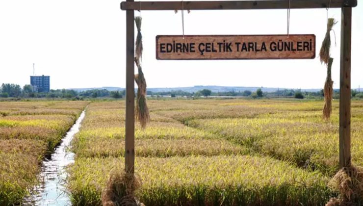 Edirne’de çeltik üretiminde kuraklık endişesi: ‘Gerekirse Bulgaristan’dan isteyeceğiz’