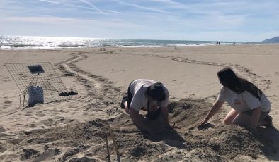 Patara kumsalındaki caretta caretta yuvalarında rekor kırıldı