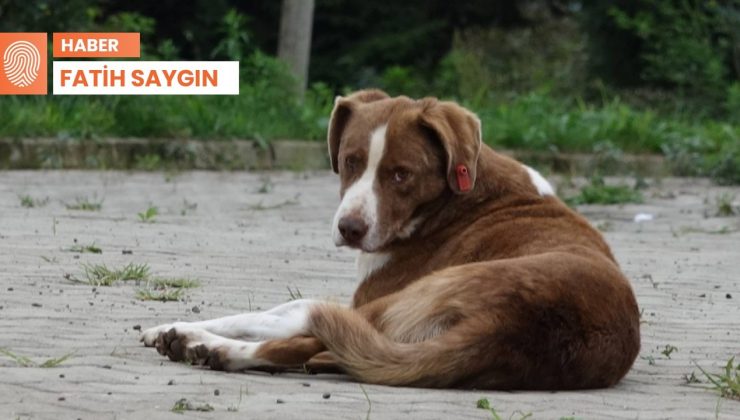 Yasa uygulanmıyor, ölüm seçiliyor: Hopa örneği çözüm olur mu?