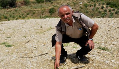 Zeytin fidanları tahrip edildi: ‘Özellikle yapılmış’