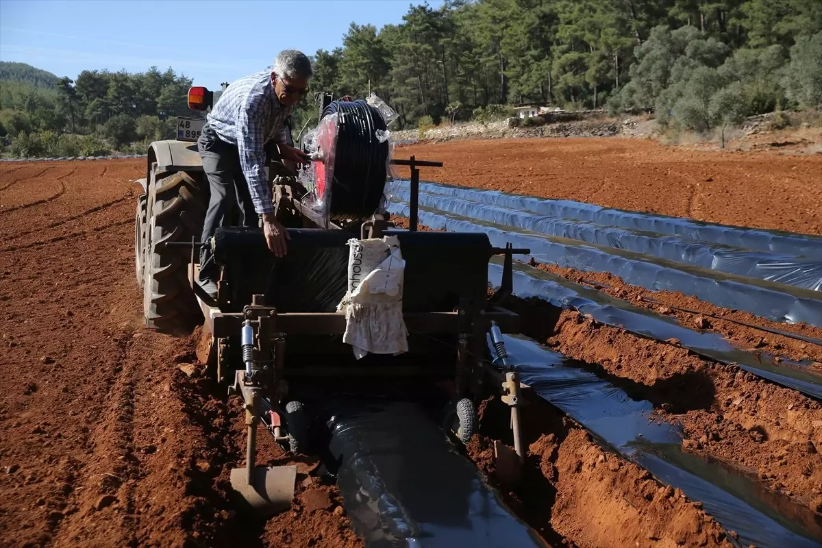 Muğla’da Çilek Projesi Ekonomiye Katkı Sağlıyor