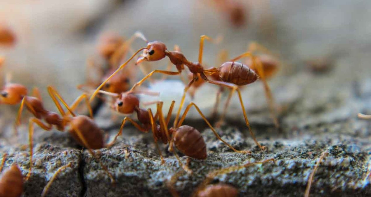 8 yaşındaki çocuğun evinin bahçesinde karıncalarla ilgili keşfi Dünya bilimini değiştirdi